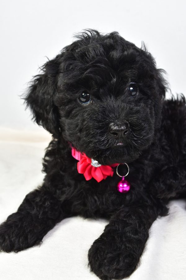 Miss Nicole The Cockapoo - Image 3