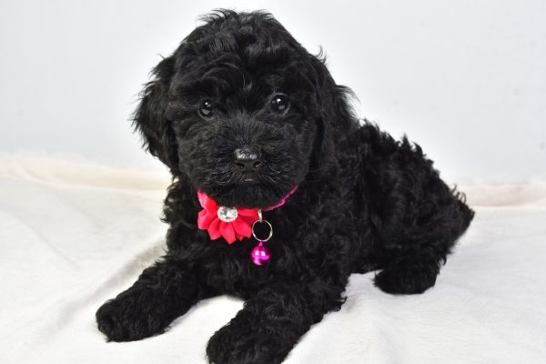 Miss Nicole The Cockapoo - Image 7