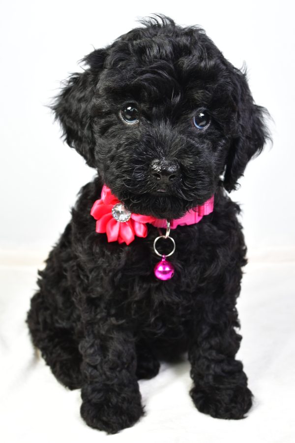 Miss Nicole The Cockapoo