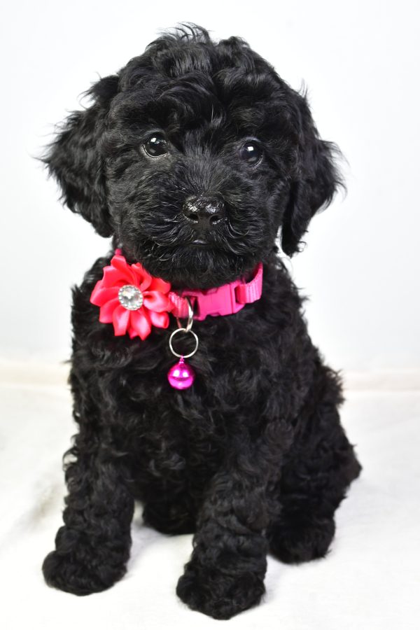 Miss Nicole The Cockapoo - Image 2