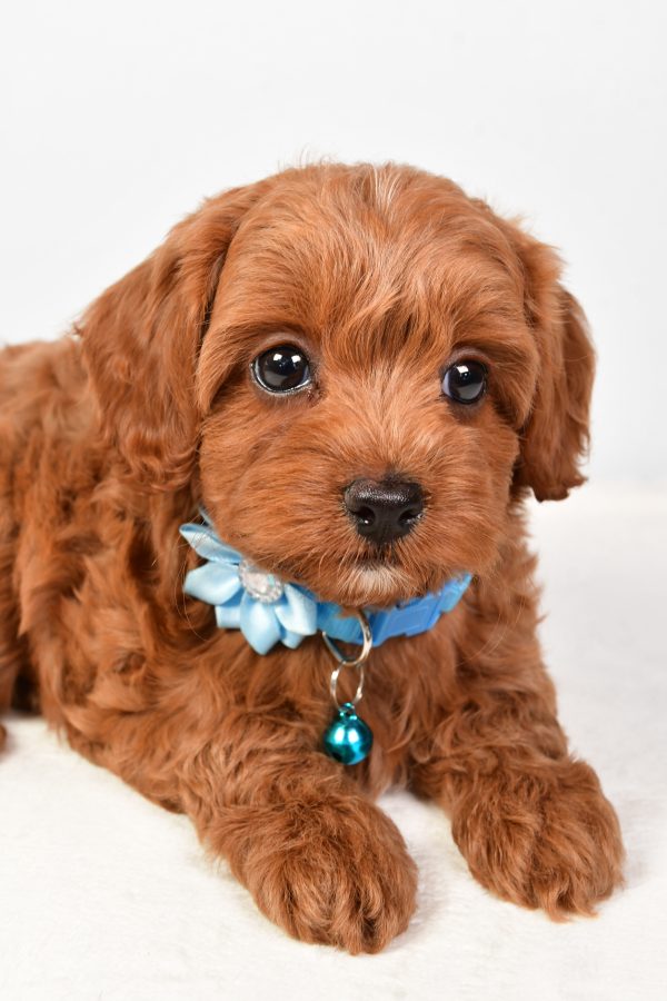 Miss Nila The Cockapoo - Image 4
