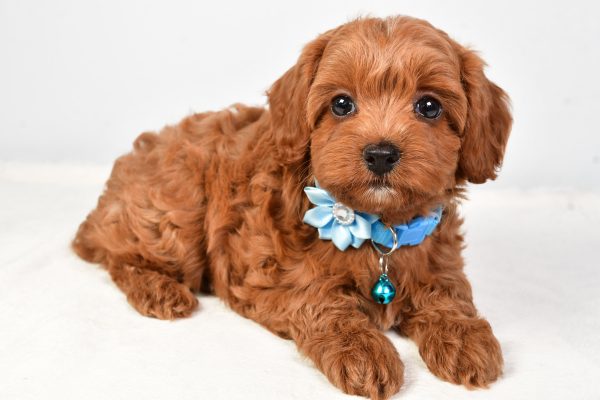 Miss Nila The Cockapoo - Image 5