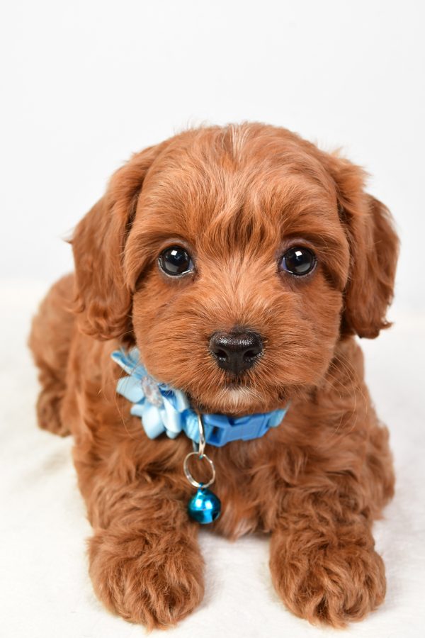 Miss Nila The Cockapoo - Image 3