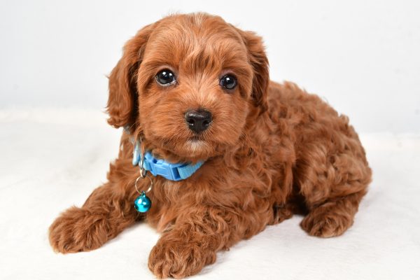 Miss Nila The Cockapoo - Image 6