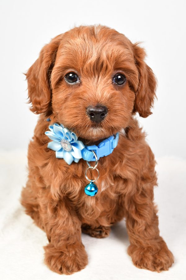 Miss Nila The Cockapoo