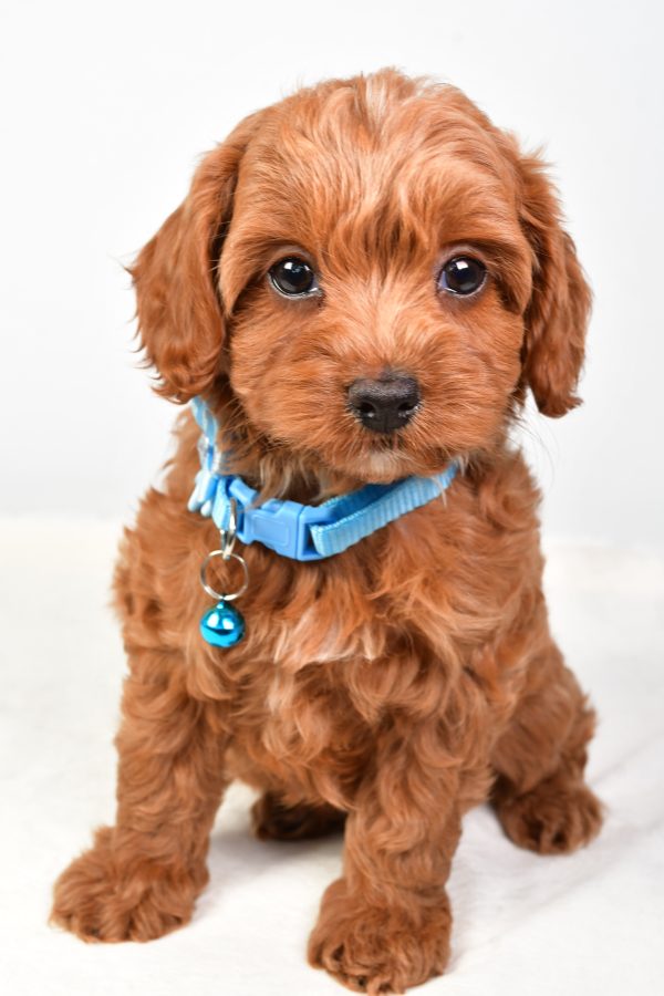 Miss Nila The Cockapoo - Image 2