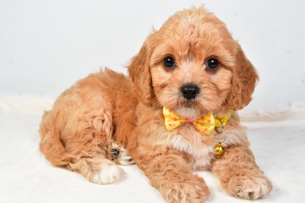 Mr  Daryl The Cavachon - Image 7