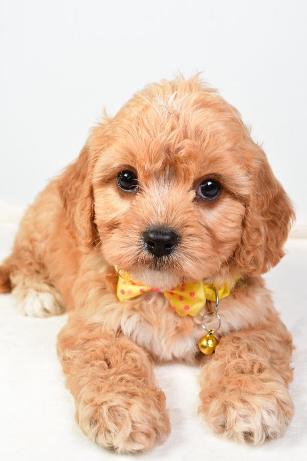 Mr  Daryl The Cavachon - Image 6