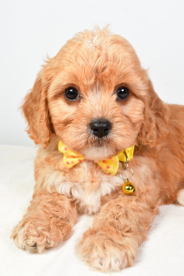 Mr  Daryl The Cavachon - Image 4