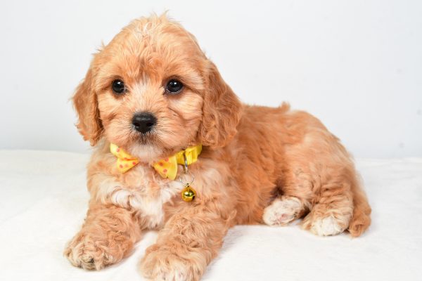Mr  Daryl The Cavachon - Image 8