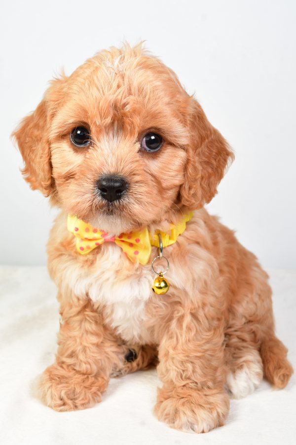 Mr  Daryl The Cavachon - Image 3