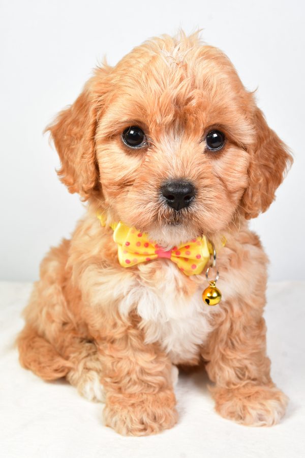 Mr  Daryl The Cavachon - Image 2