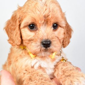 Mr  Daryl The Cavachon