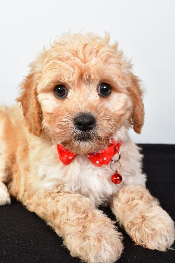 Mr  Donald The Cavachon - Image 4