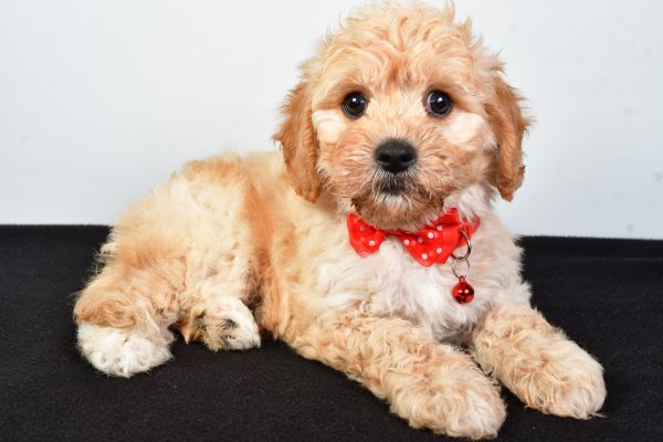 Mr  Donald The Cavachon - Image 7