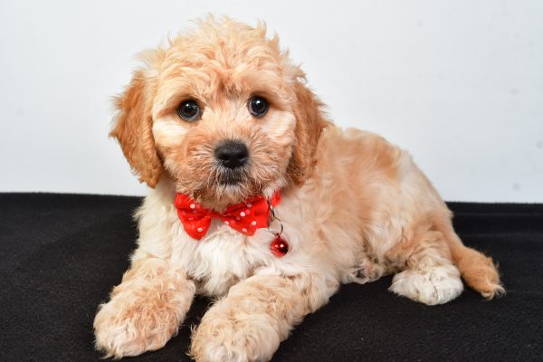 Mr  Donald The Cavachon - Image 6