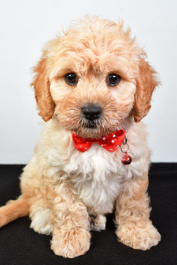 Mr  Donald The Cavachon - Image 2