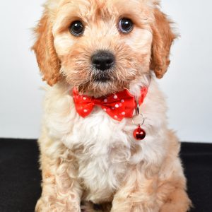Mr  Donald The Cavachon