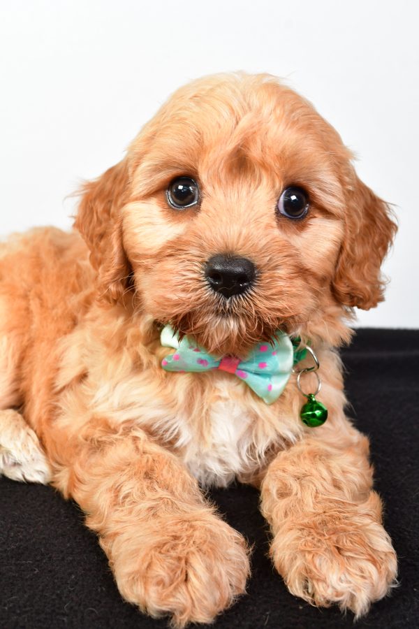 Mr  Dale The Cavachon - Image 3