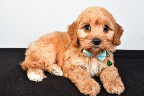 Mr  Dale The Cavachon - Image 5