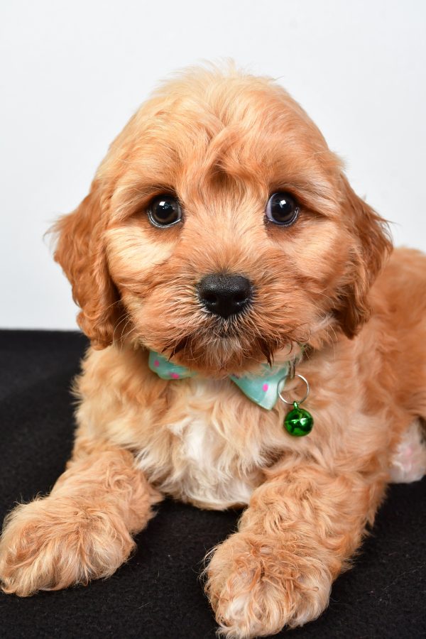 Mr  Dale The Cavachon - Image 4