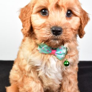 Mr  Dale The Cavachon