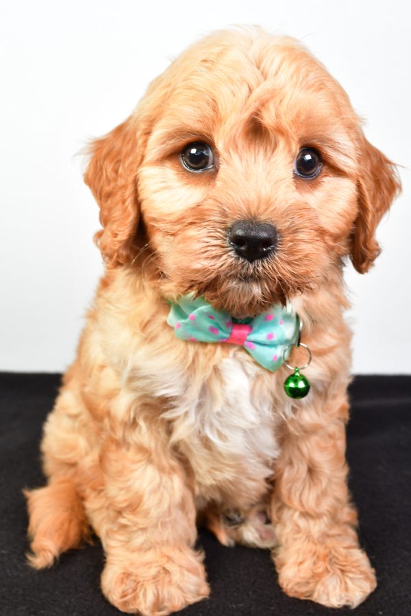 Mr  Dale The Cavachon