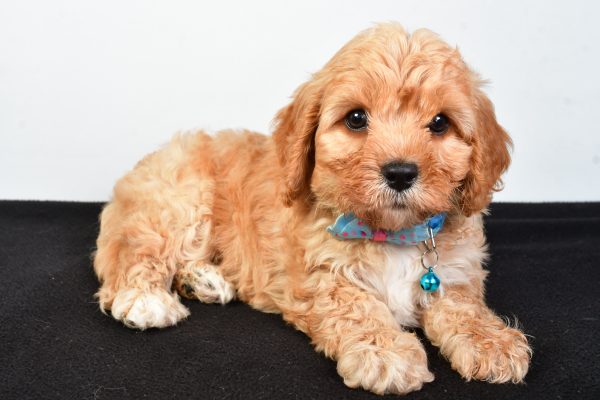 Mr  Domina The Cavachon - Image 8