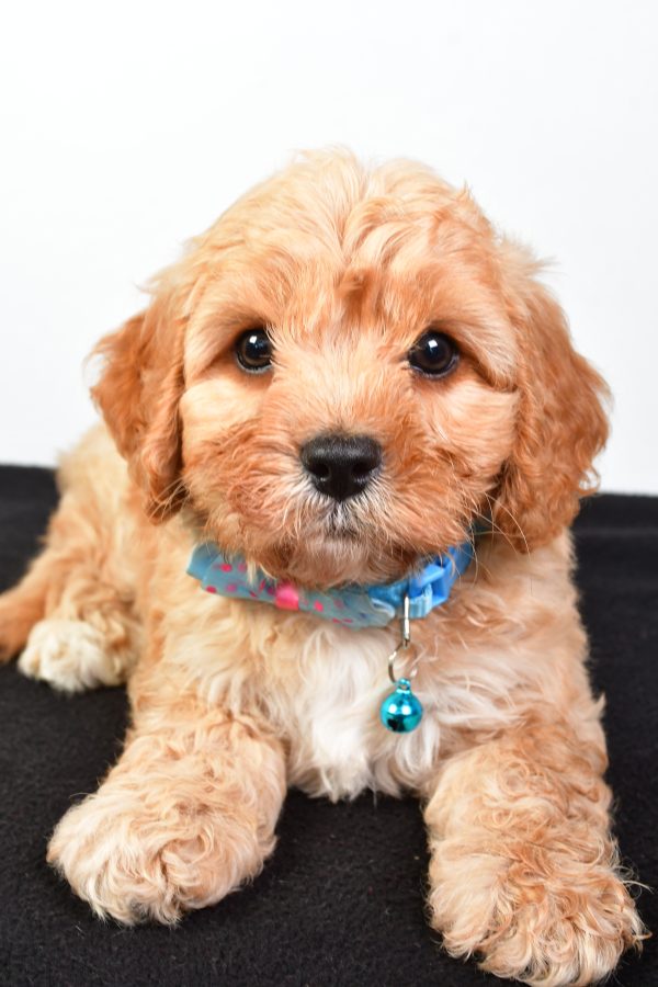 Mr  Domina The Cavachon - Image 6