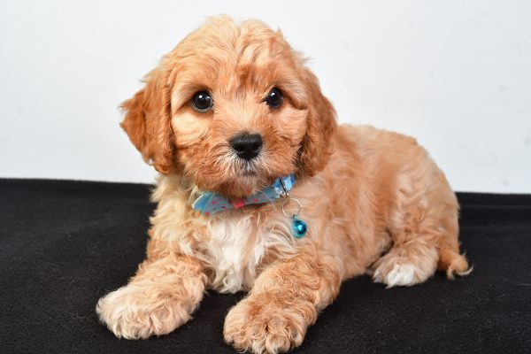 Mr  Domina The Cavachon - Image 7