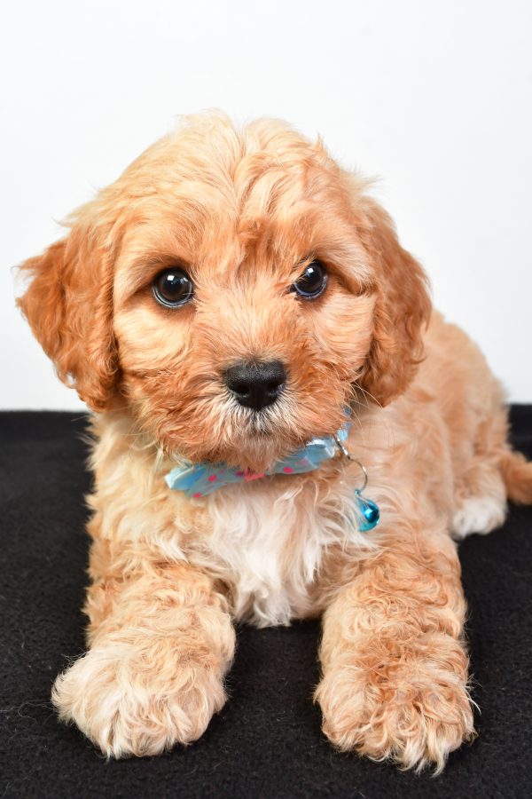 Mr  Domina The Cavachon - Image 5