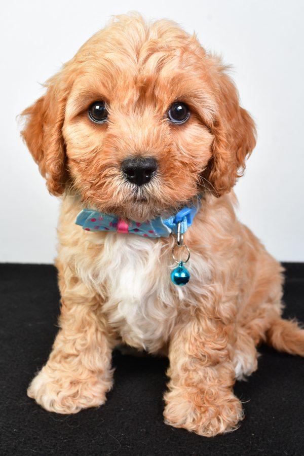 Mr  Domina The Cavachon - Image 2