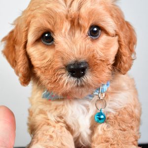 Mr  Domina The Cavachon