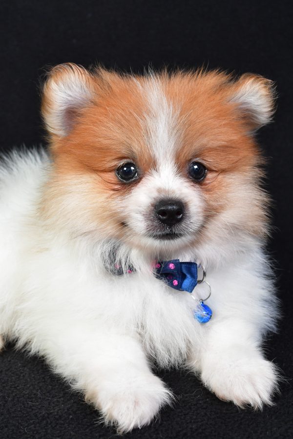 Mr Earl The Pomeranian - Image 5