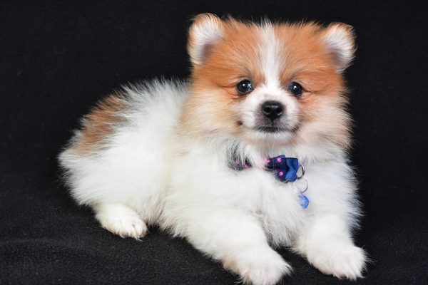 Mr Earl The Pomeranian - Image 6