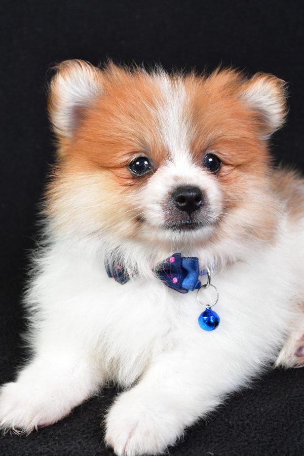 Mr Earl The Pomeranian - Image 4