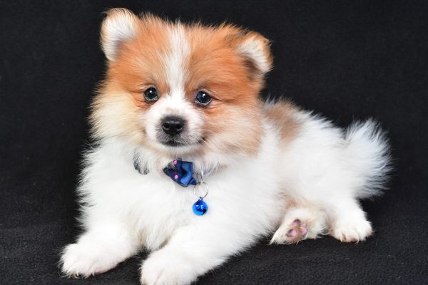Mr Earl The Pomeranian - Image 7
