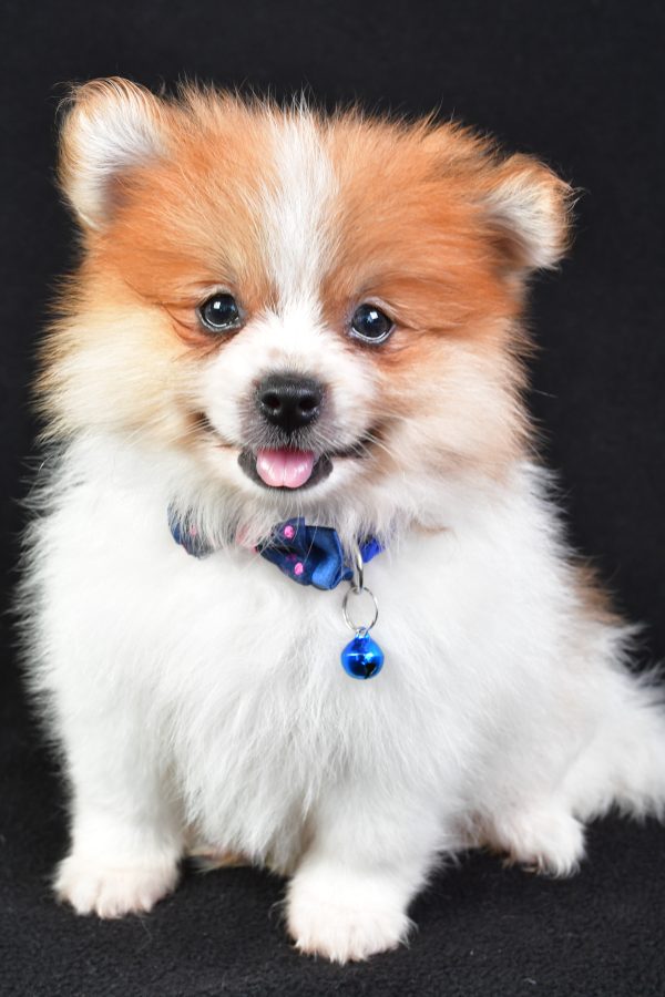 Mr Earl The Pomeranian - Image 2