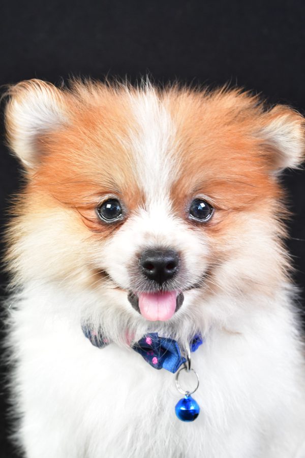 Mr Earl The Pomeranian