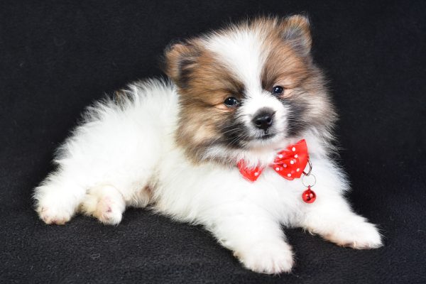 Mr Edger The Pomeranian - Image 7