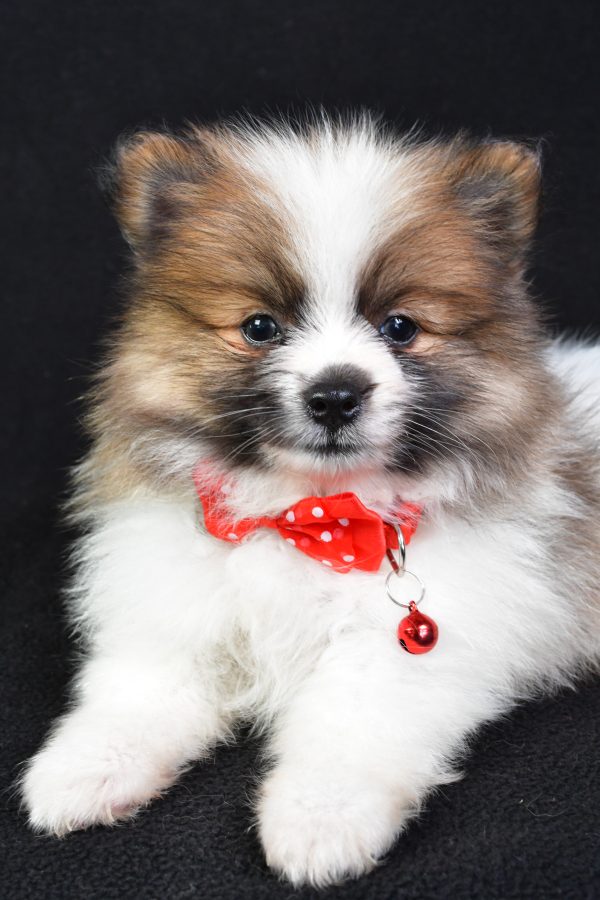 Mr Edger The Pomeranian - Image 4