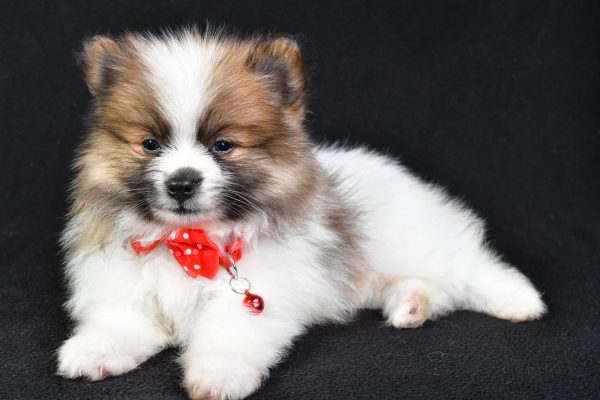 Mr Edger The Pomeranian - Image 6