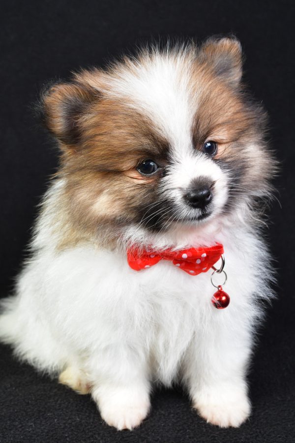 Mr Edger The Pomeranian - Image 2
