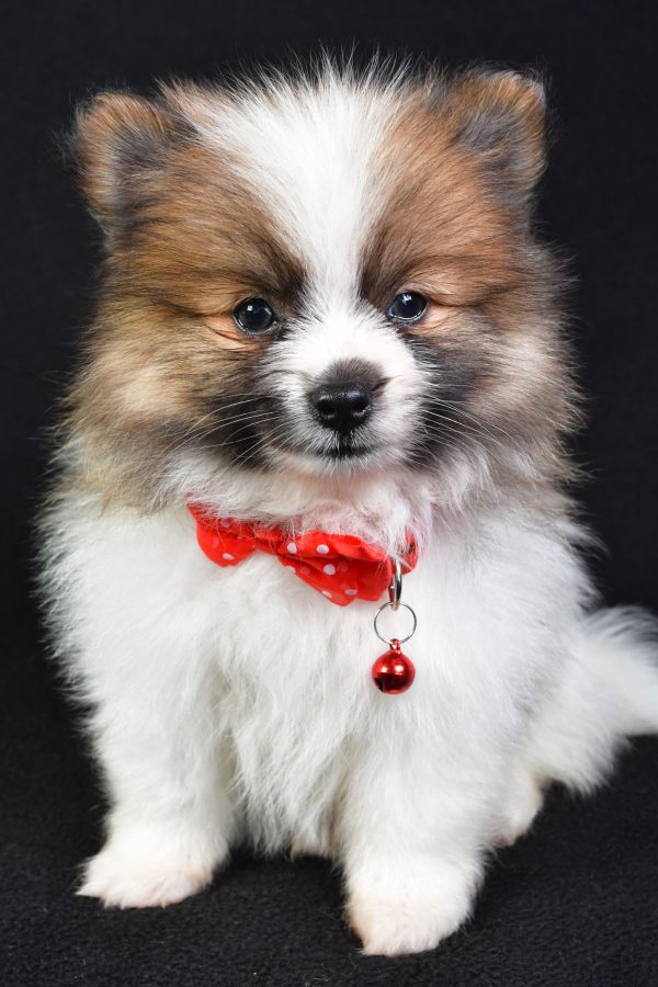 Mr Edger The Pomeranian