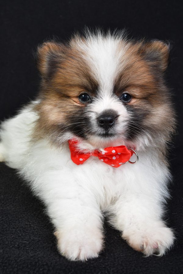 Mr Edger The Pomeranian - Image 3