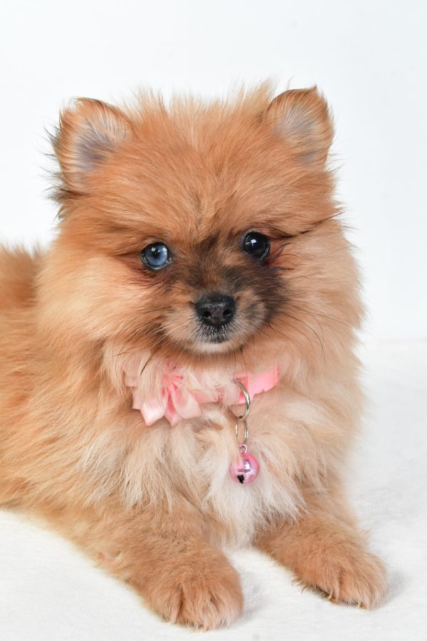 Miss Elisa The Pomeranian - Image 4