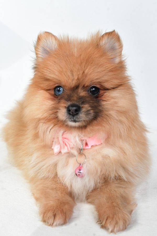 Miss Elisa The Pomeranian - Image 3