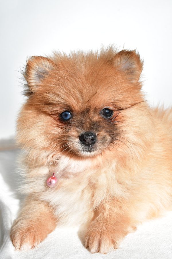 Miss Elisa The Pomeranian - Image 5