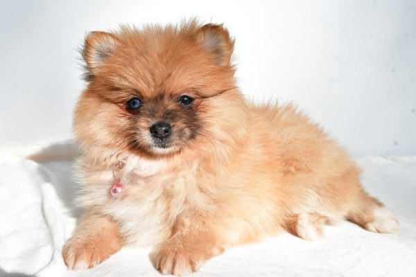 Miss Elisa The Pomeranian - Image 6
