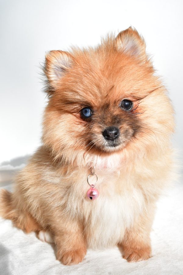 Miss Elisa The Pomeranian - Image 2